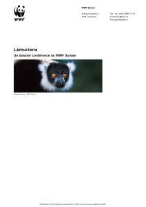 Lémuriens - WWF Panda Club