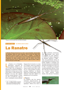 La <<Ranatre / Insectes n° 175
