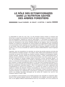 le rôle des ectomycorhizes dans la nutrition azotée des arbres