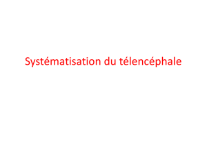 Systématisation du télencéphale - facmed-univ-oran