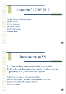 Anatomie P1 2009-2010 Introduction au SN