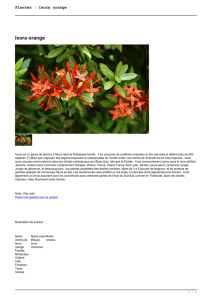 Plantes : Ixora orange