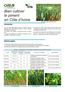 Bien cultiver le piment en Côte d`Ivoire