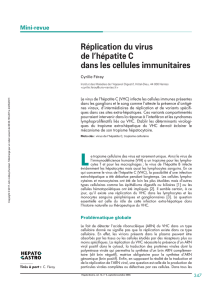 Réplication du virus de l`hépatite C dans les cellules immunitaires