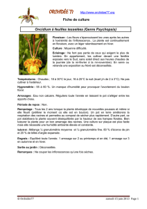 Fiche de culture Oncidium à feuilles tesselées (Genre Psychopsis)