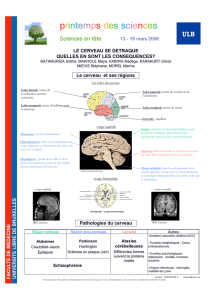 Le cerveau et ses régions