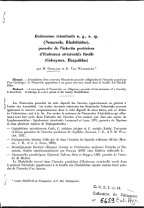 Eudronema intestinalis n. g., n. sp. (Nematoda, Rhabditidae