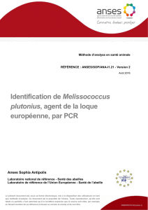 Identification de Melissococcus plutonius, agent de la loque