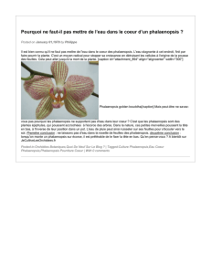Report 05-2017 - Je cultive les orchidées