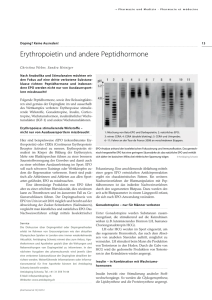 Erythropoietin und andere Peptidhormone