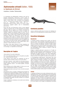 Hydromantes strinatii - INPN