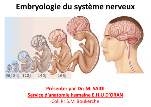 Embryologie du système nerveux - facmed-univ-oran