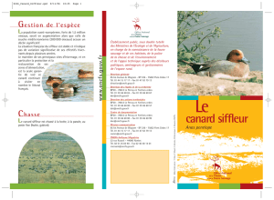 Canard siffleur PDF