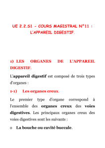 UE 2.2.S1 - COURS MAGISTRAL N°11 : L`APPAREIL DIGESTIF. 1