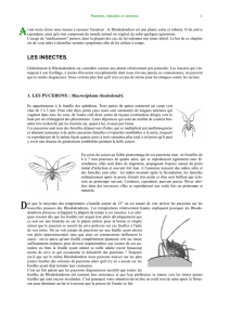 les insectes. - rhododendron.fr