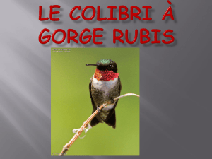 Le colibri à gorge rubis