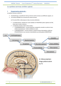 Le système nerveux cérébro-spinal. 1= Mésencéphale - E