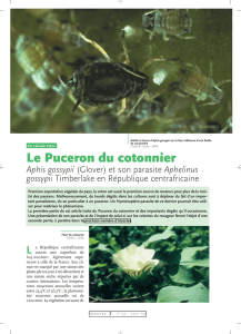 Le Puceron du cotonnier I. / Insectes n° 122