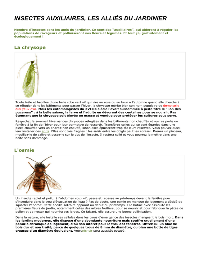 Insectes Auxiliaires Les Alliés Du Jardinier