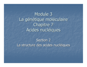 Module 3 La génétique moléculaire Chapitre 7 Acides nucléiques