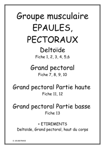 Groupe musculaire EPAULES, PECTORAUX