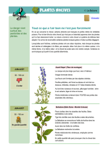 plantes dangereuses