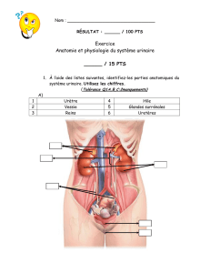 Exercice Anatomie et physiologie du système urinaire ______ / 15
