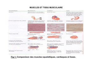 MUSCLES ET TISSU MUSCULAIRE Fig 1: Comparaison des