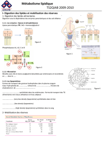 Métabolisme lipidique TS2QIAB 2009-2010