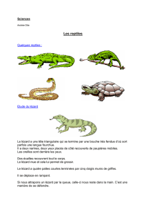 Les reptiles - Professeur Phifix