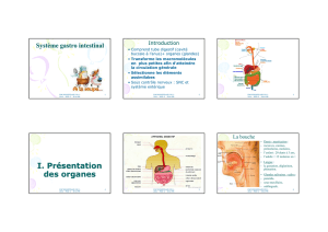 système gastro intestinal 2013