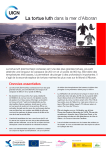 La tortue luth dans la mer d`Alboran