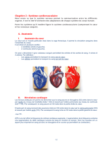 Chapitre 2 : Système cardiovasculaire A. Anatomie
