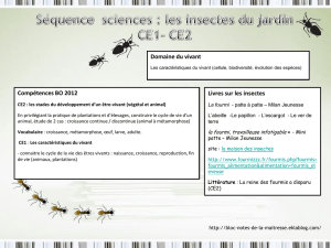 Séquence sciences : les insectes (les fourmis)