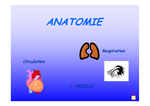 AnatomieN2 [Mode de compatibilité]