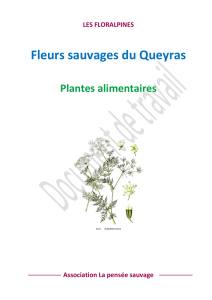 Fleurs sauvages du Queyras - Pensée Sauvage
