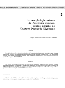 Morphologie externe de NEOGLYPHEA INOPINATA, espèce