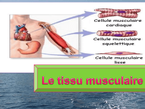 1. Tissu musculaire cardiaque (myocarde)