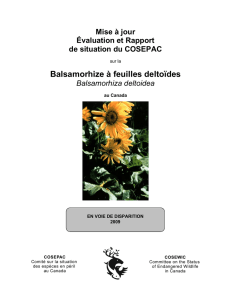 Balsamorhize à feuilles deltoïdes (Balsamorhiza deltoidea )