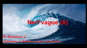 Nerf vague (X) - Université de Constantine 3