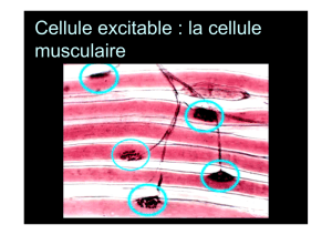 8.Cellule excitable_ la cellule musculaire_2016 [Mode de