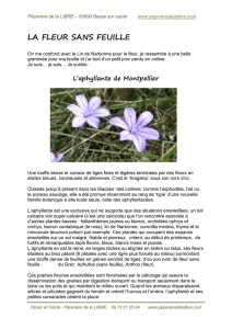 La fleur sans feuille ......l`aphyllante de Montpellier
