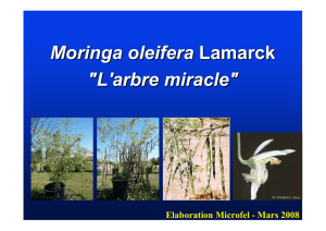 Moringa oleifera Lamarck "L`arbre miracle"