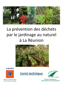 plantes "des racines" -fabriquent "des espèces"