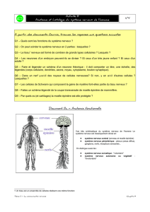 Activité 8 Anatomie et histologie du système nerveux de l`homme 1/4