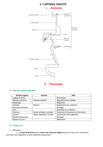 3. L`APPAREIL DIGESTIF I. Anatomie II. Physiologie