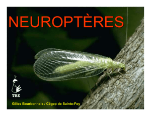 Neuroptères - Cégep de Sainte-Foy