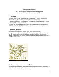 Cannabis - Centre AntiPoison et de Pharmacovigilance du Maroc