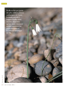 Si elle ne fait pas partie des plus célèbres plantes endémiques de