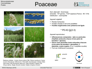 Poaceae - Mooc Botanica